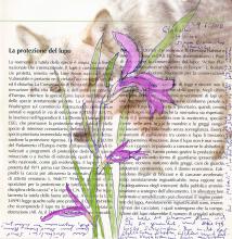 (c) Andreas Weber 2010 Gladiolus